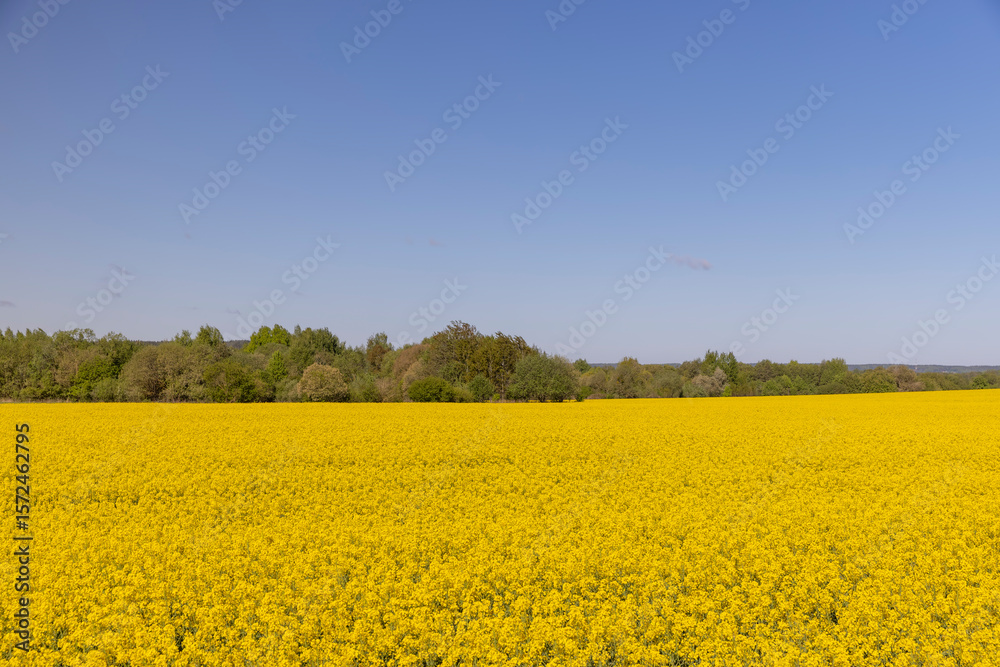 Obraz premium field with rapeseed flowers in sunny weather in summer season, yellow field with flowers and the forest and sky