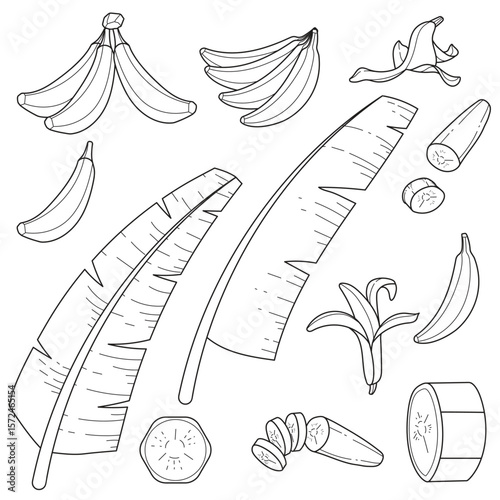Hand-Drawn Banana Collection: Fruit, Leaves, and Slices