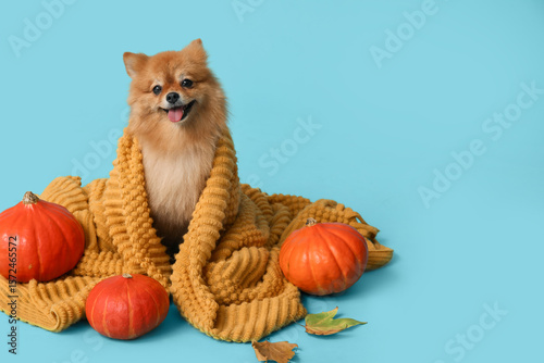 Cute Pomeranian dog with pu...