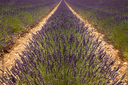 Lavande en fleur dans un sillon en gros plan en Provence dans le sud de la France