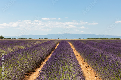 Champ de lavande en fleur, sillons vus de face avec montagne et ciel bleu en arrière-plan, plateau de Valensole en Provence dans le sud de la France