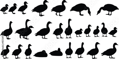 Silhouette illustration of various geese in different positions