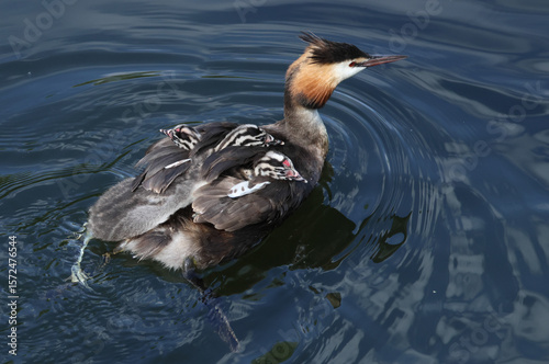 A Great Crested Grebe, Podiceps cristatus, is swimming on a river with her three cute babies being carried on her back.