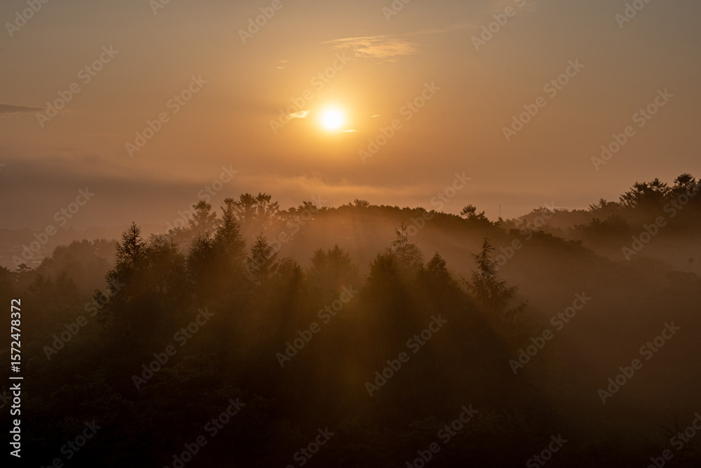 Fototapeta premium Golden Silence