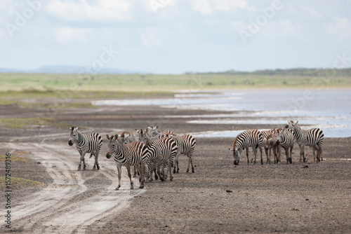 Zebras in the Serengeti National Park, Tanzania photo