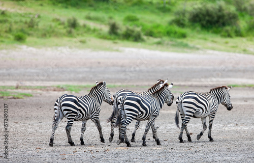 Zebras in the Serengeti National Park, Tanzania photo