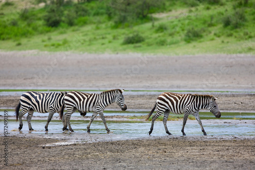 Zebras in the Serengeti National Park, Tanzania photo