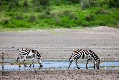 Zebras in the Serengeti National Park, Tanzania photo