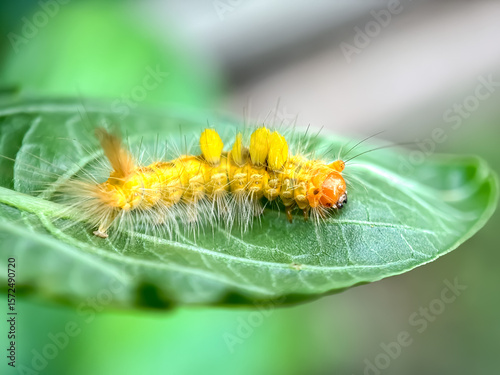 Fotografija Close up of caterpillar in the leaves,cocoa tussock moth larvae (Orgyia postica)