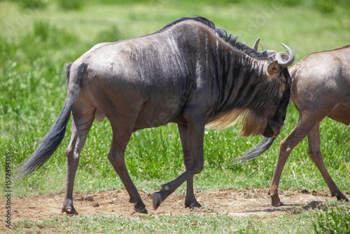 Wildebeest in the Serengeti National Park, Tanzania photo