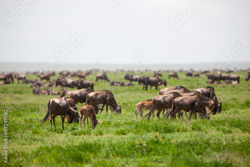 Wildebeests in the Serengeti National Park, Tanzania photo