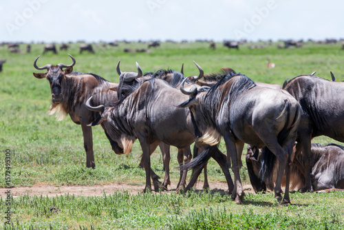Wildebeests in the Serengeti National Park, Tanzania photo