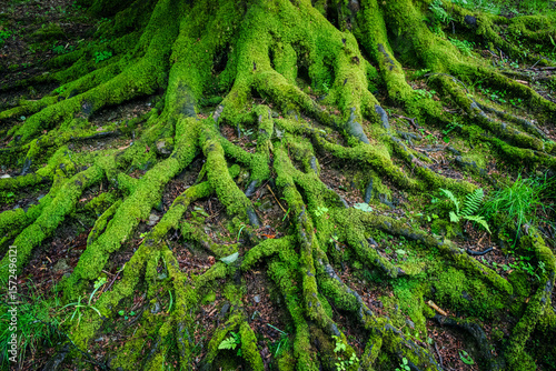 An intricate web of exposed tree roots, covered in fresh green moss, creates a striking natural pattern on the forest floor. Horizontal