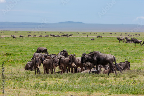 Wildebeests in the Serengeti National Park, Tanzania photo
