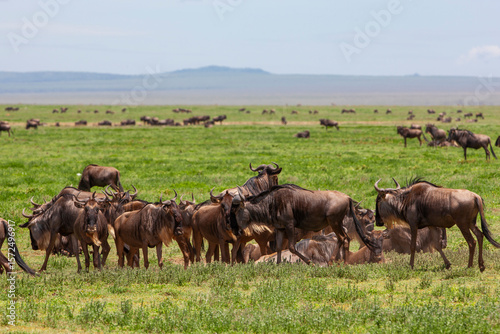 Wildebeests in the Serengeti National Park, Tanzania photo