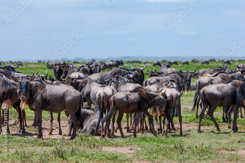Wildebeests in the Serengeti National Park, Tanzania photo