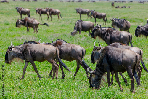Wildebeests in the Serengeti National Park, Tanzania photo