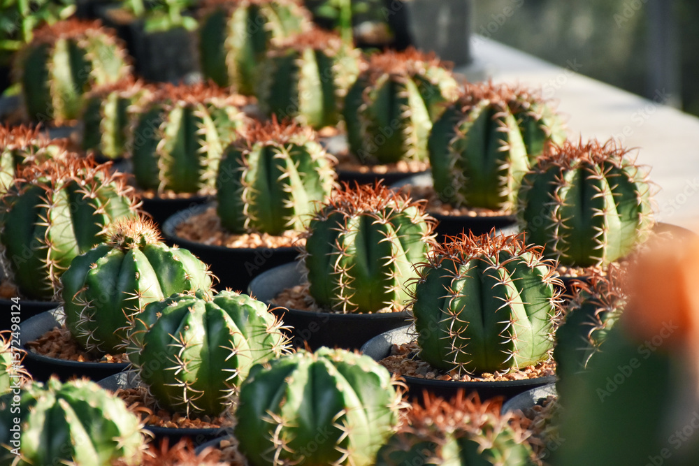 Fototapeta premium Tropical Flower cactus with blurred background and copy space.