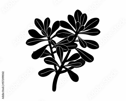 creative Silhouette simple Jade Plant (Crassula ovata) Vector Illustration 