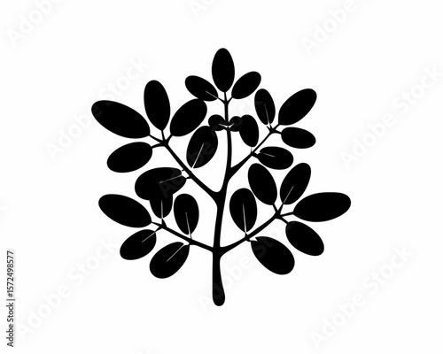 creative Silhouette simple Jade Plant (Crassula ovata) Vector Illustration 