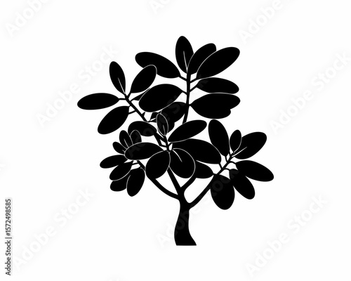 creative Silhouette simple Jade Plant (Crassula ovata) Vector Illustration 