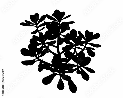 creative Silhouette simple Jade Plant (Crassula ovata) Vector Illustration 