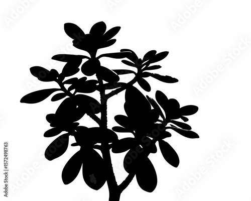 creative Silhouette simple Jade Plant (Crassula ovata) Vector Illustration 