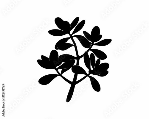 creative Silhouette simple Jade Plant (Crassula ovata) Vector Illustration 