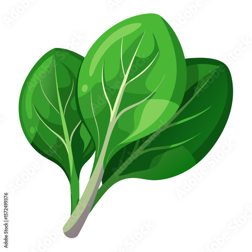 Fresh Cartoon Spinach Leaves Isolated - Healthy Green Vegetable Vector