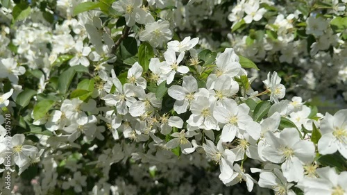 White apple blossoms in full bloom on tree branches, signaling the arrival of spring with delicate floral beauty.