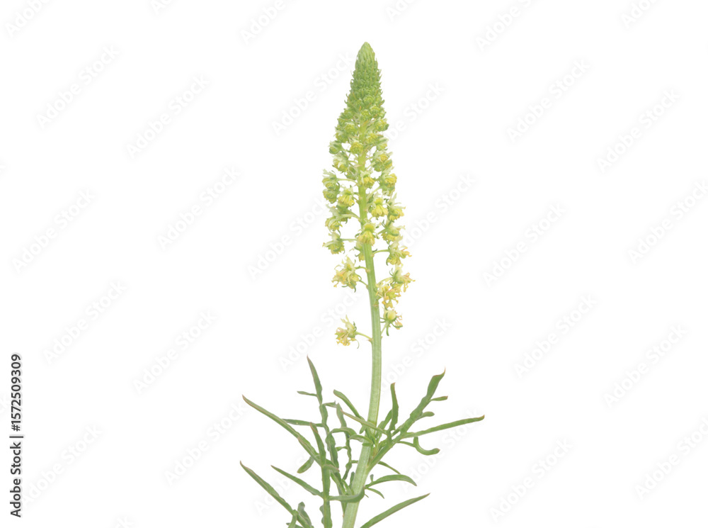 Fototapeta premium green grass -1