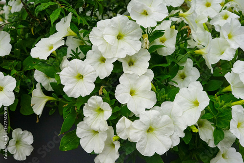 white lilac flowers