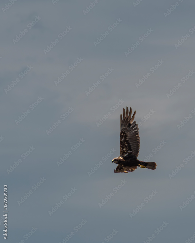 Obraz premium Błotniak stawowy