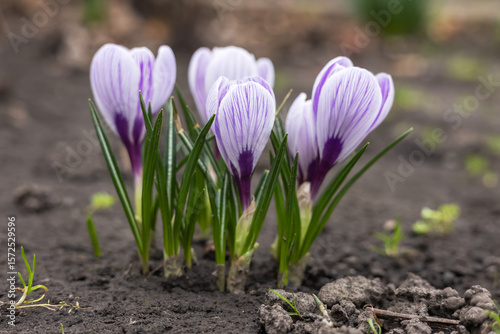 Ταπετσαρία Crocus blossom, crocuses Crocus as a still life