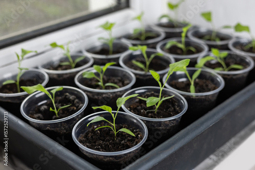 Billede på lærred Growing vegetables on the windowsill in the house, young tomatoes in pots on the window