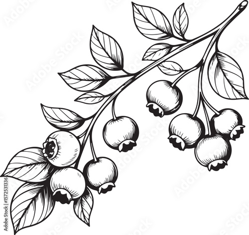 Elegant Blueberry Branch Illustration Detailed Botanical Drawing of Berries and Leaves in Black and White Ideal for Nature Inspired Designs