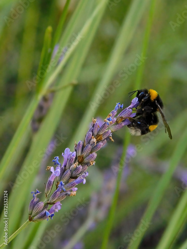 Bumble bee pollinating flowers in a garden