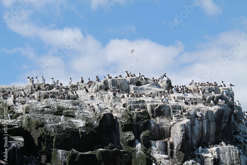 Large Collection of Seabirds on a Coastal Ocean Cliff Top.