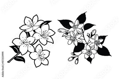 Delicate white jasmine flowers with dark leaves black