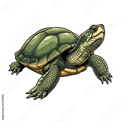 A detailed illustration of a green turtle, showcasing its shell, head, and limbs against a white background.