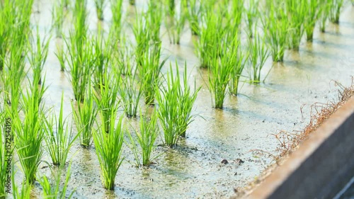Early summer rice paddies in Japan, rice field swaying in the wind