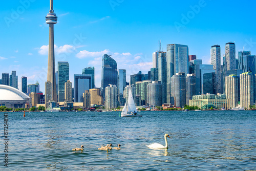 Photography swan and cygnets and small sailboat on water with skyline of big city skyscraper