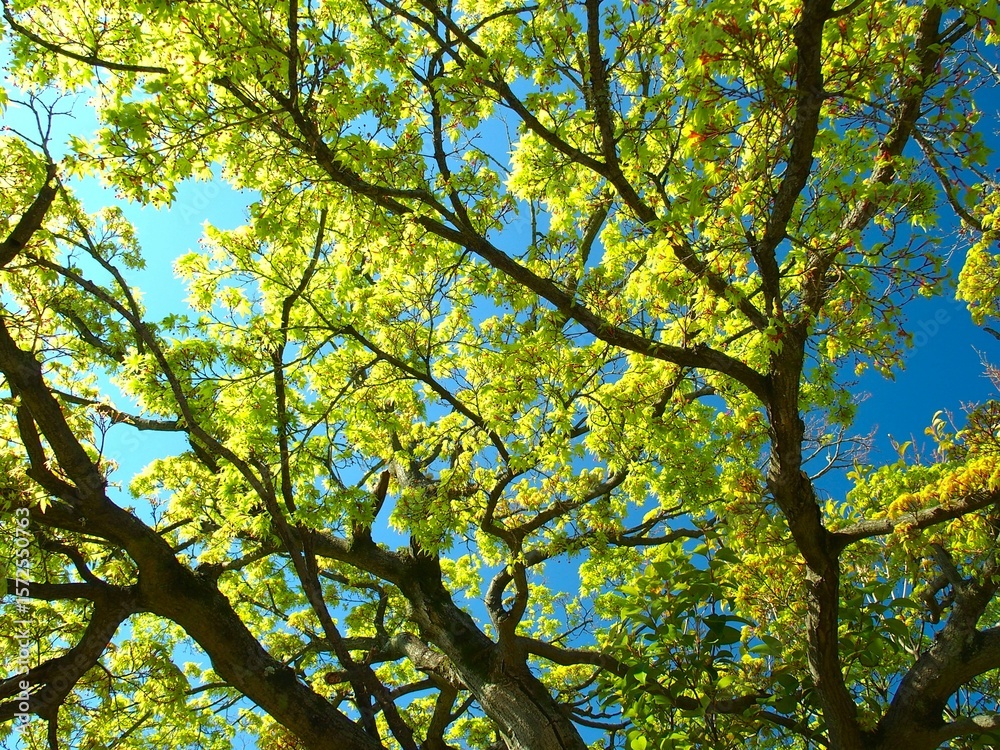Obraz premium 春の新緑のイロハモミジと青空