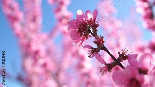 Peach Blossom Spring Flowers Nature - Close-up photo of pink peach blossoms blooming on a branch against a blue sky during springtime.