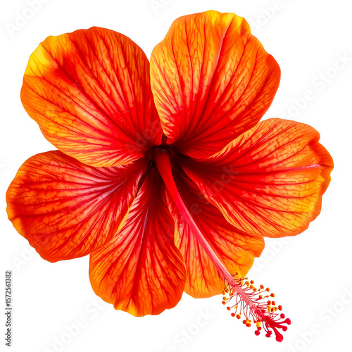 Red hibiscus flower isolated on white background