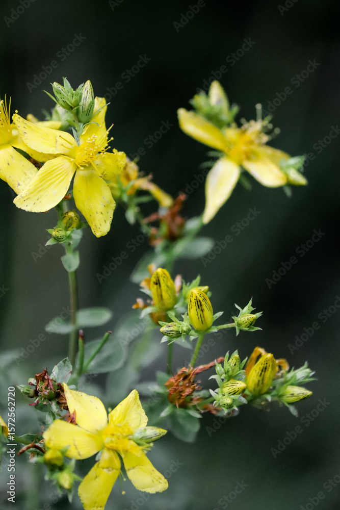 Obraz premium yellow maple leaves