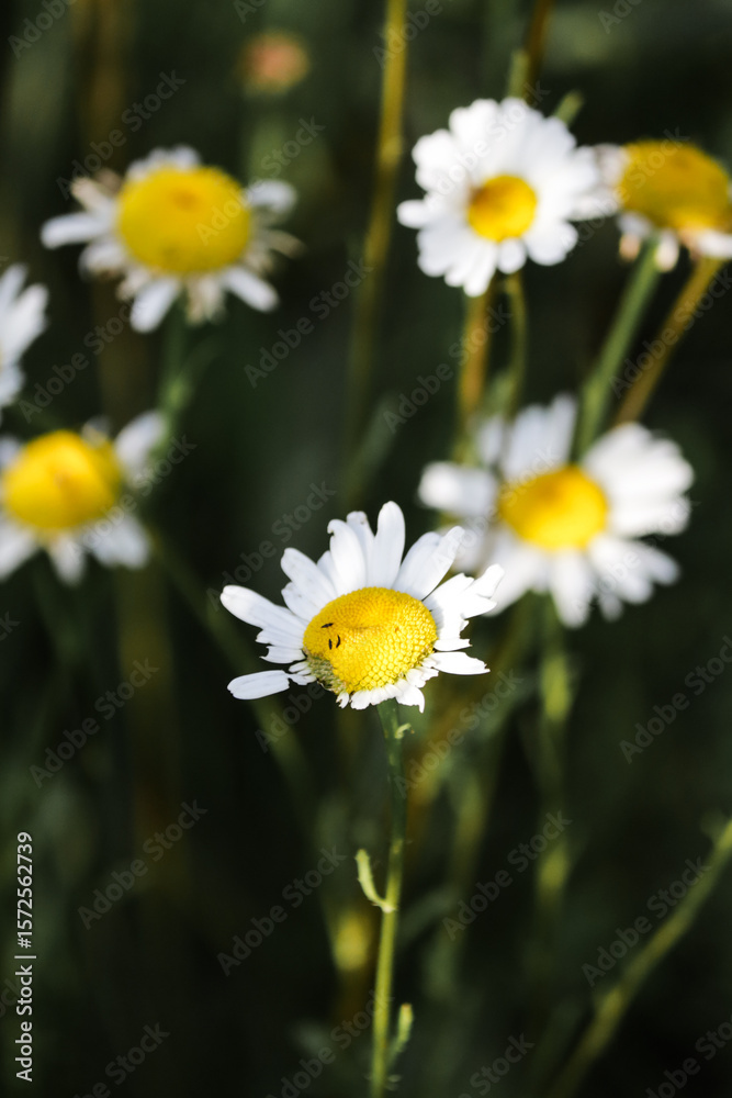 Fototapeta premium daisies in a garden