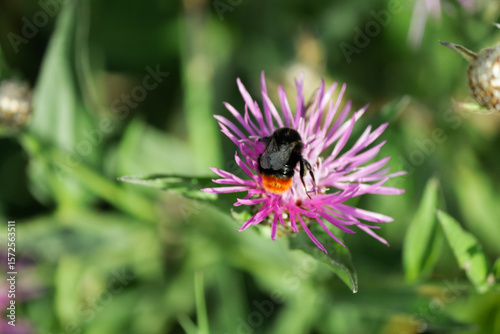 A fluffy beetle on a purple flower