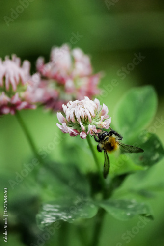Fluffy beetle on a purple flower background clover