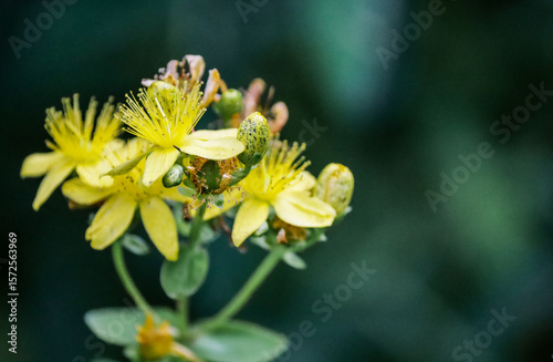 Yellow flowers on a dark green background